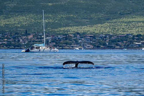 Whale watching in Maui