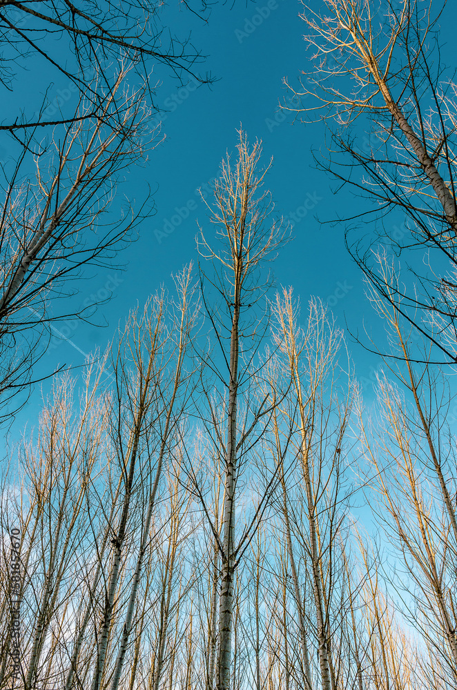 Trees Reaching for the Blue Sky Trees Reaching for the Blue Sky