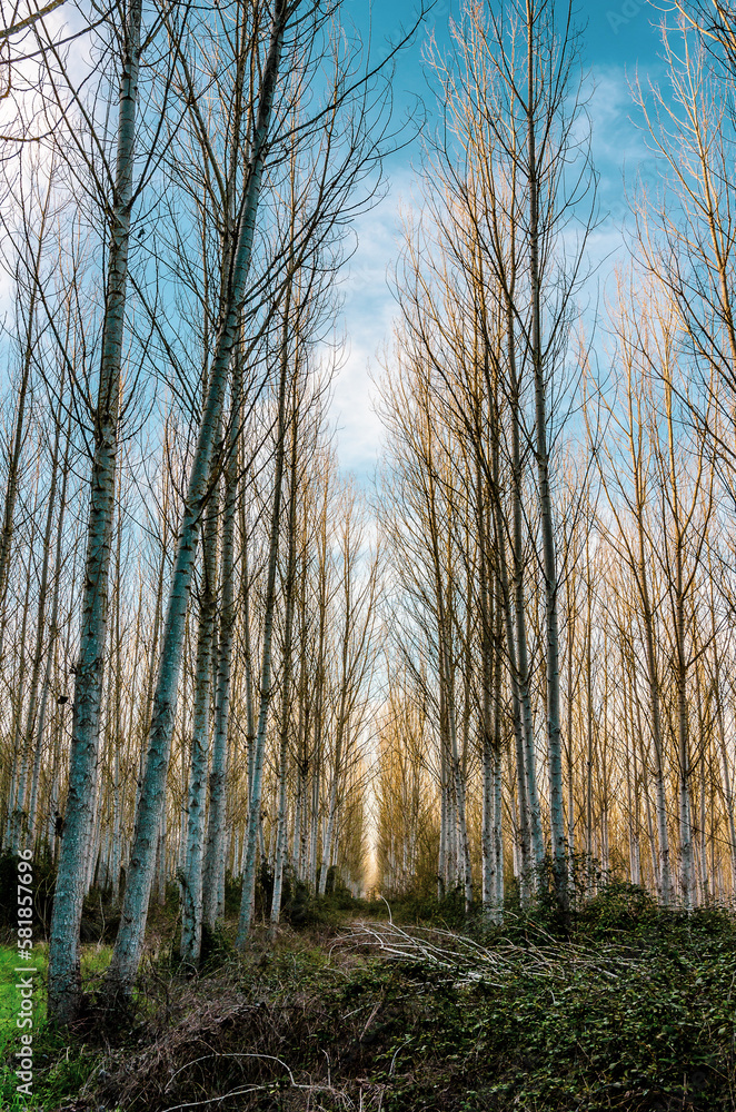 Obraz premium Boquilobo Trees