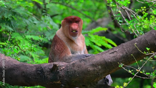 (Nasalis larvatus) long-nosed monkey with reddish-brown hair photo
