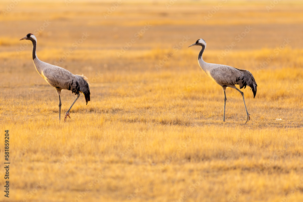 Pareja de grullas comunes (grus grus) en un cálido atardecer Pareja de grullas comunes (grus grus) en un cálido atardecer