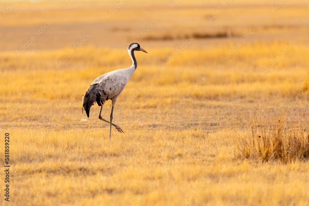 Grulla común (grus grus) en un campo en un atardecer dorado Grulla común (grus grus) en un campo en un atardecer dorado