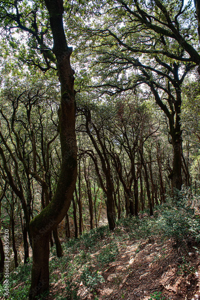 Obraz premium Wald bei der Einsiedelei Carceri, Assisi, Italien