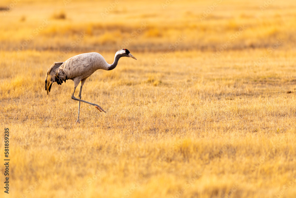 Grulla común (grus grus) en un campo en un atardecer dorado Grulla común (grus grus) en un campo en un atardecer dorado