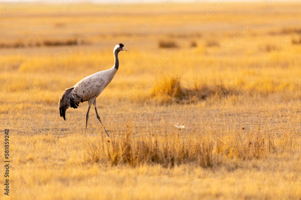 Obraz premium Solitária grulla común (grus grus) en un campo en un atardecer dorado
