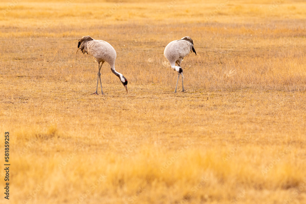 Obraz premium Pareja de grullas comunes (grus grus) comiendo - alimentándose al atardecer