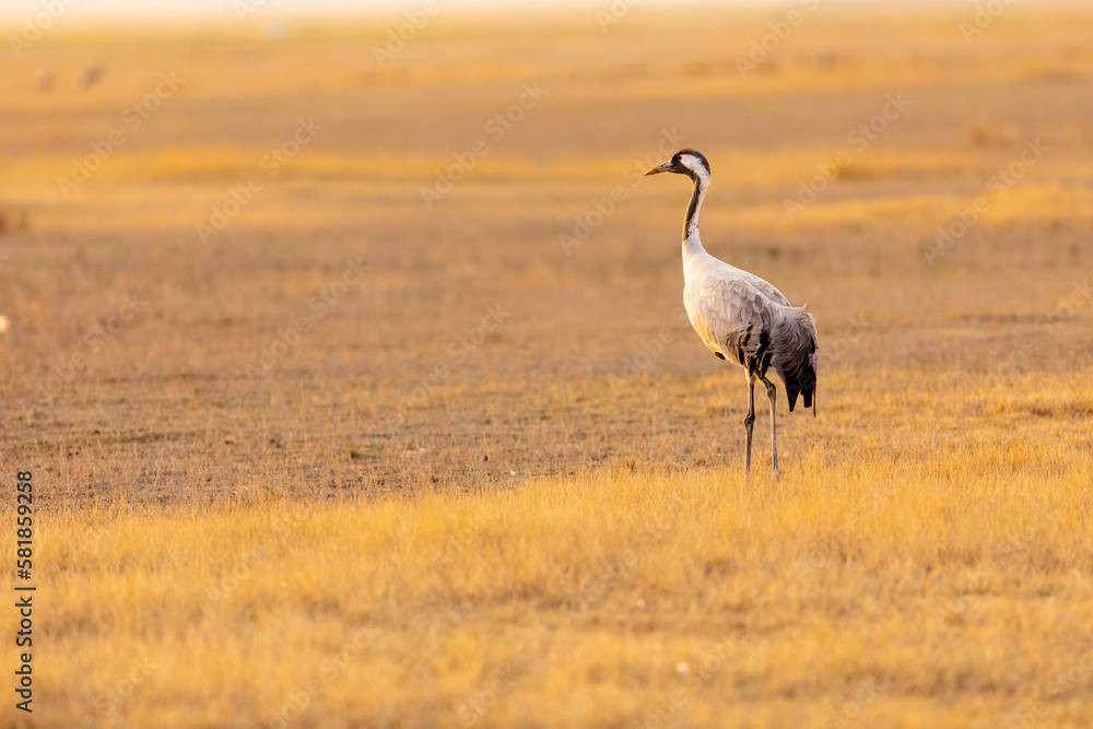 Obraz premium Grulla común (grus grus) en un campo en un atardecer dorado