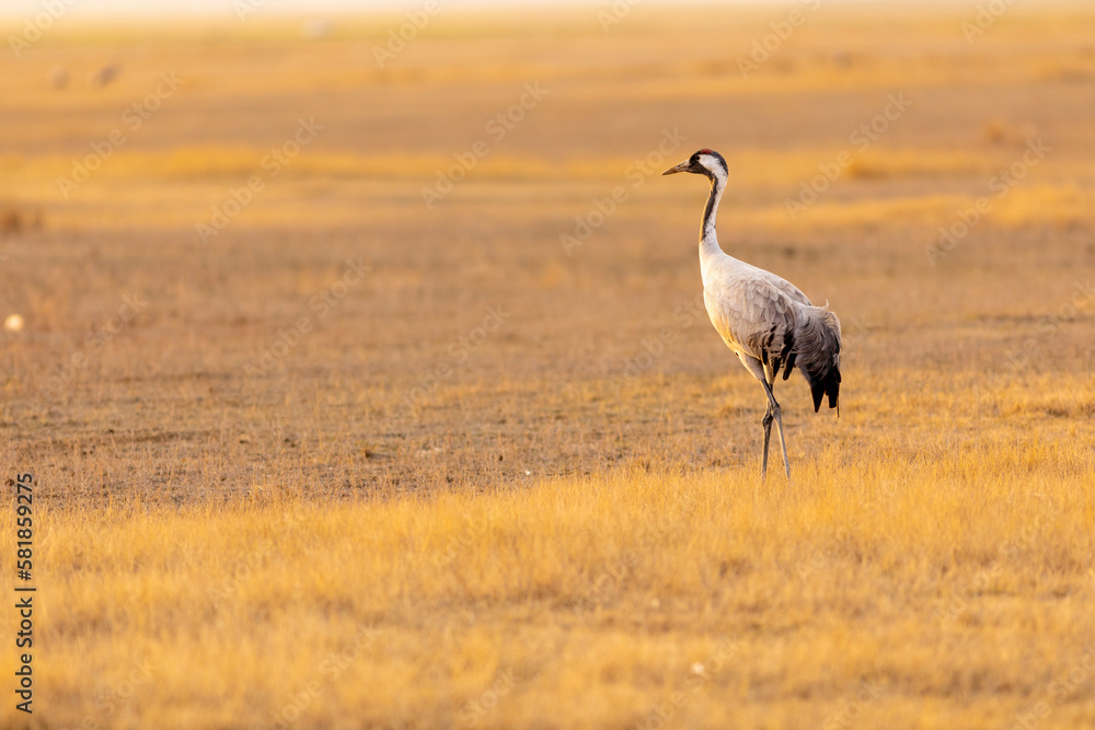 Grulla común (grus grus) en un campo en un atardecer dorado Grulla común (grus grus) en un campo en un atardecer dorado