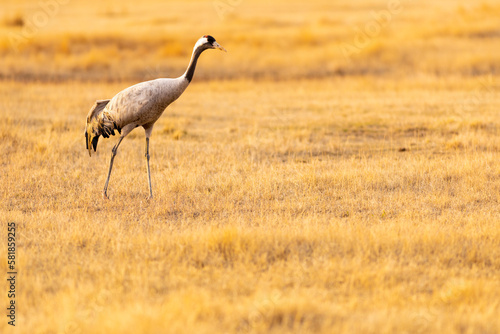 Grulla común (grus grus) en un campo en un atardecer dorado