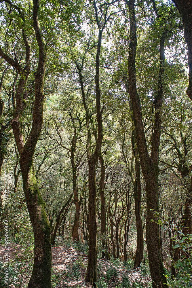 Wald bei der Einsiedelei Carceri, Assisi, Italien Wald bei der Einsiedelei Carceri, Assisi, Italien