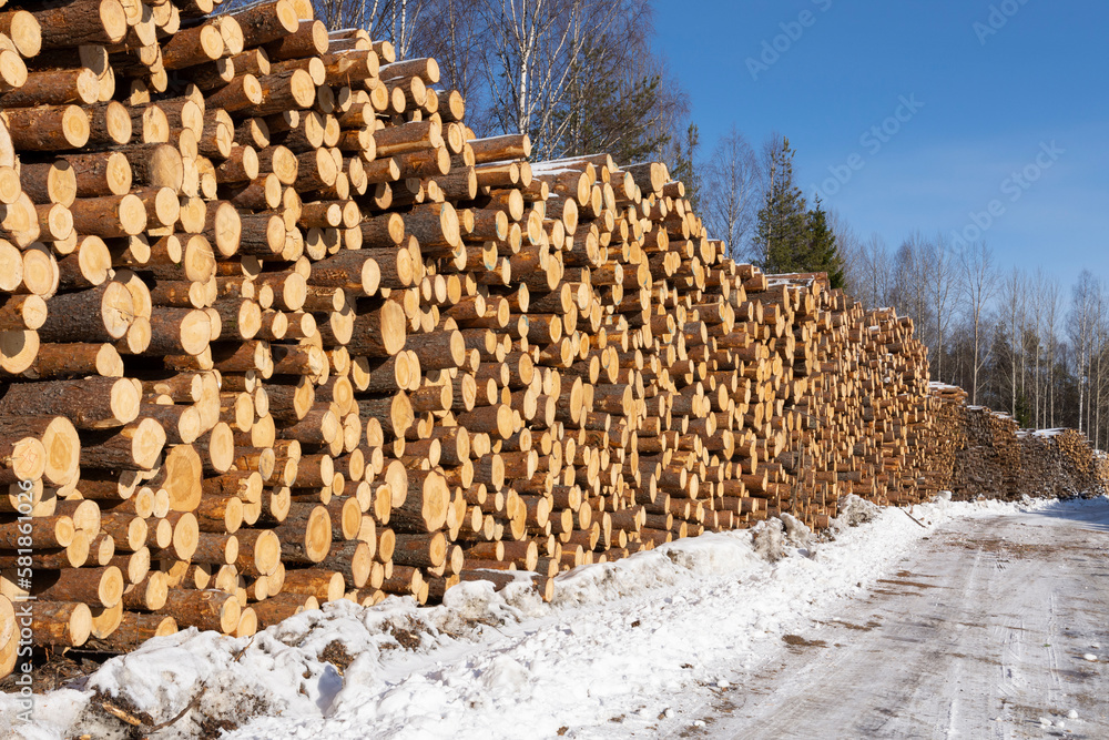 Pile of logged tree trunks. Sawn trees from the forest. Logging timber wood industry. Cut trees along a road prepared for transport.