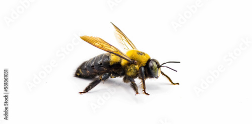 Male Eastern carpenter bee - Xylocopa virginica - side profile view.  Isolated cutout on white background