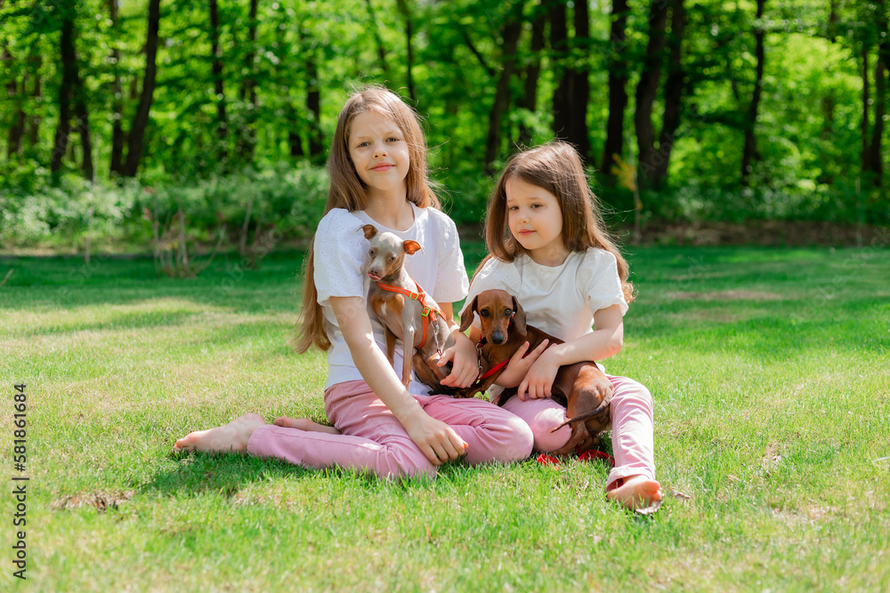 Fototapeta premium two happy little girls are walking in the park in the summer with their pets, small dogs dachshund and chihuahua. children's day