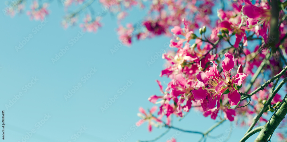spring blossom spring blossom
