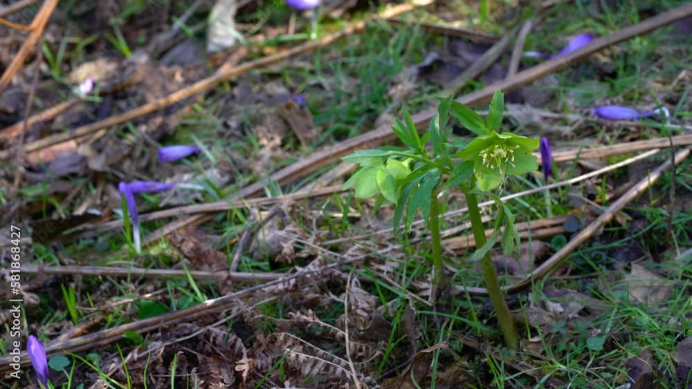 Green-flowered Hellebore, spring flowers (Helleborus dumetorum) - (4K) Green-flowered Hellebore, spring flowers (Helleborus dumetorum) - (4K)