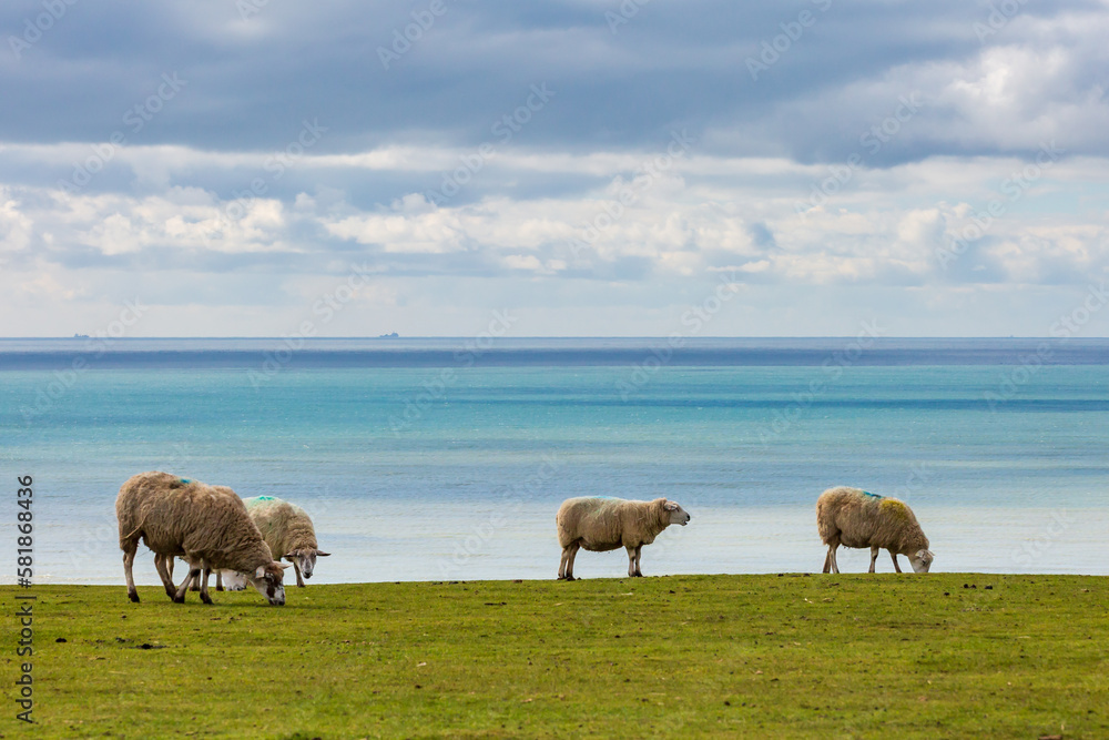 Grazing sheep in the South Downs near East Dean, with the ocean behind