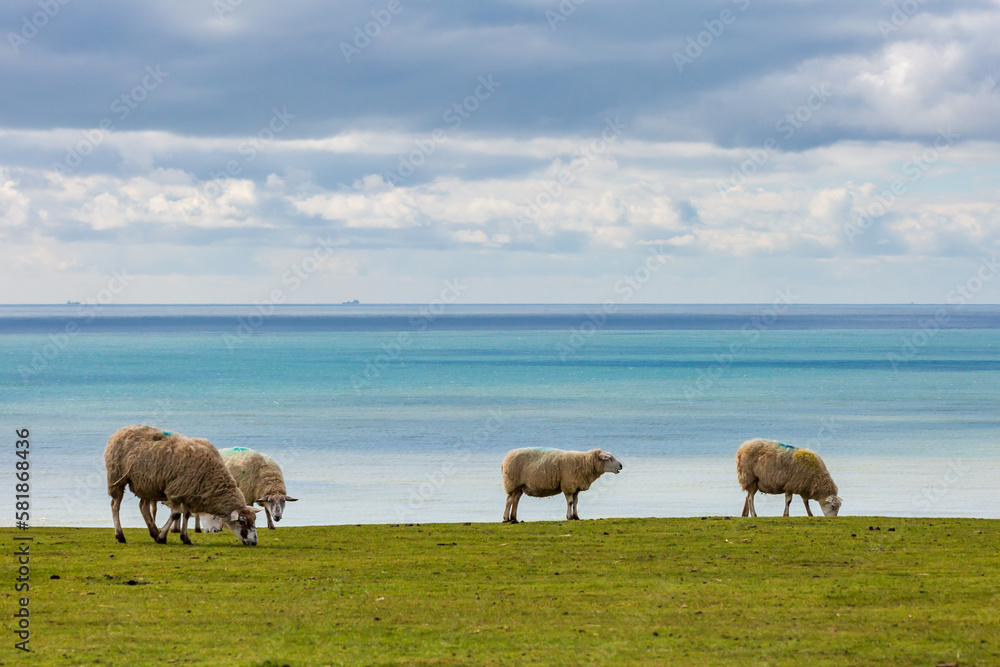 Grazing sheep in the South Downs near East Dean, with the ocean behind Grazing sheep in the South Downs near East Dean, with the ocean behind