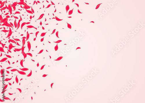 Scarlet Cherry Vector Pink Background. Japan