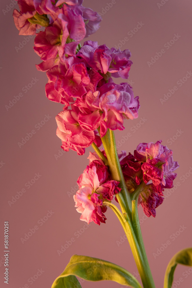 bouquet of pink carnations