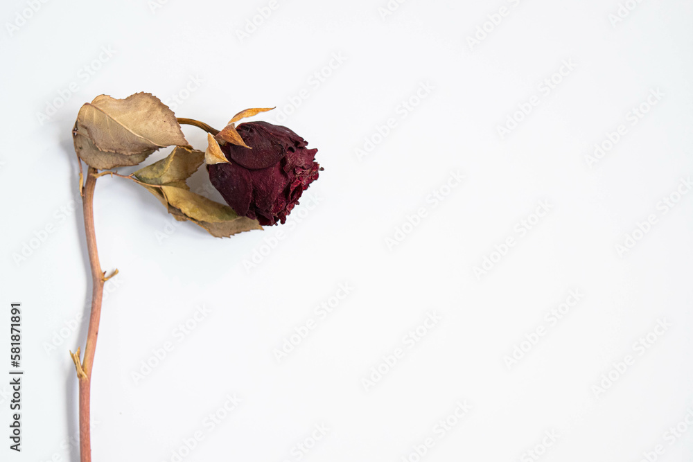 dried red roses