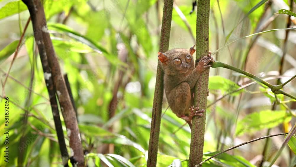 The unique and cute looking Tarsier. Shot on Bohol Philippines. The unique and cute looking Tarsier. Shot on Bohol Philippines.