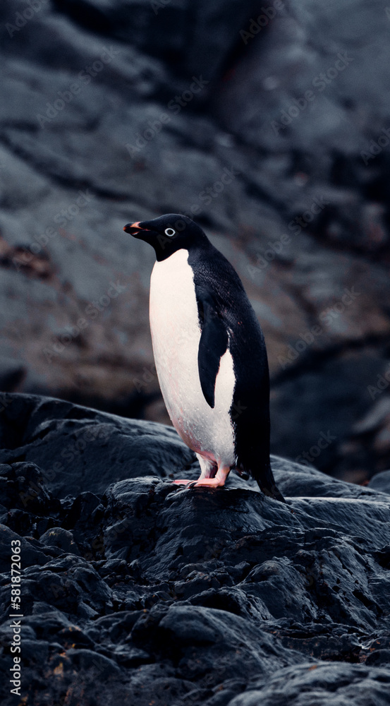 Fototapeta premium Vertical Portrait of Adélie Penguin in Antarctica, Looking Out Into The Distance