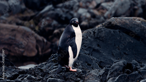 Portrait of Adélie Penguin in Antarctica, Looking At Camera