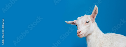 happy young white goat - portrait on blue background