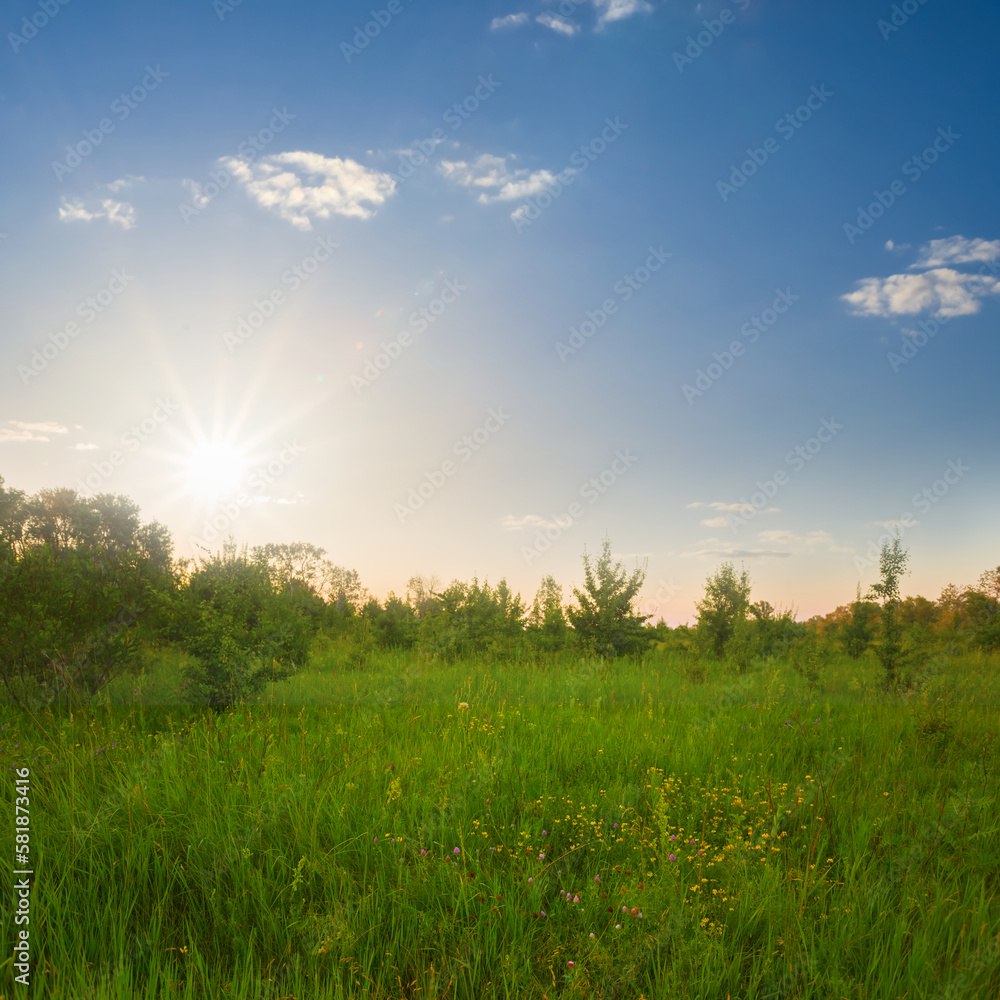 Obraz premium summer forest glade at the sunset
