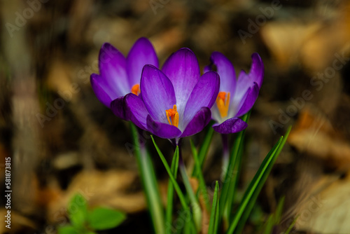 Krokus