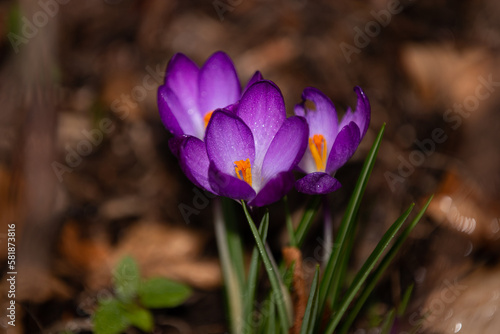 Krokus