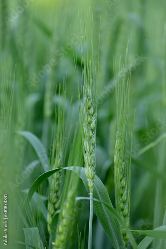 closeup the bunch ripe green wheat stitch plant growing with leaves in the farm field soft focus natural green brown background.