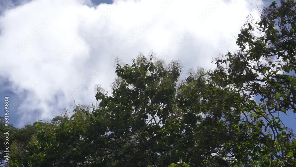 Blue sky and white clouds moving in the wind. There are various trees such as teak and coconut trees. Blue sky and white clouds moving in the wind. There are various trees such as teak and coconut trees.