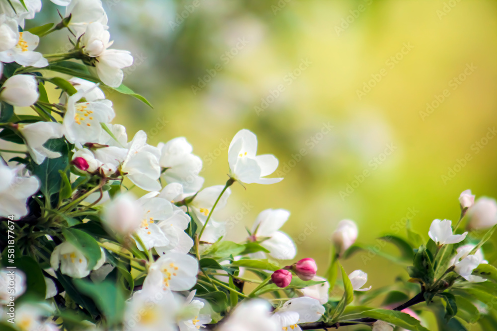 Beautiful, Spring White Blooms on a Tree with Sunny Orange Background – Wedding, Baby Shower, Brunch, Garden Party, Birthday – Border, Background, Backdrop, Flier, Poster, Advertisement or Wallpaper