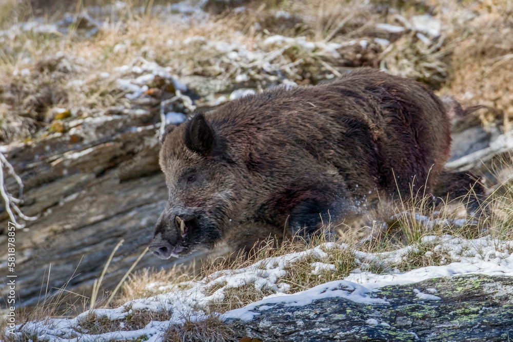Huge wounded male wild boar (Sus scrofa) running in a snowy alpine meadow, Italian Alps.