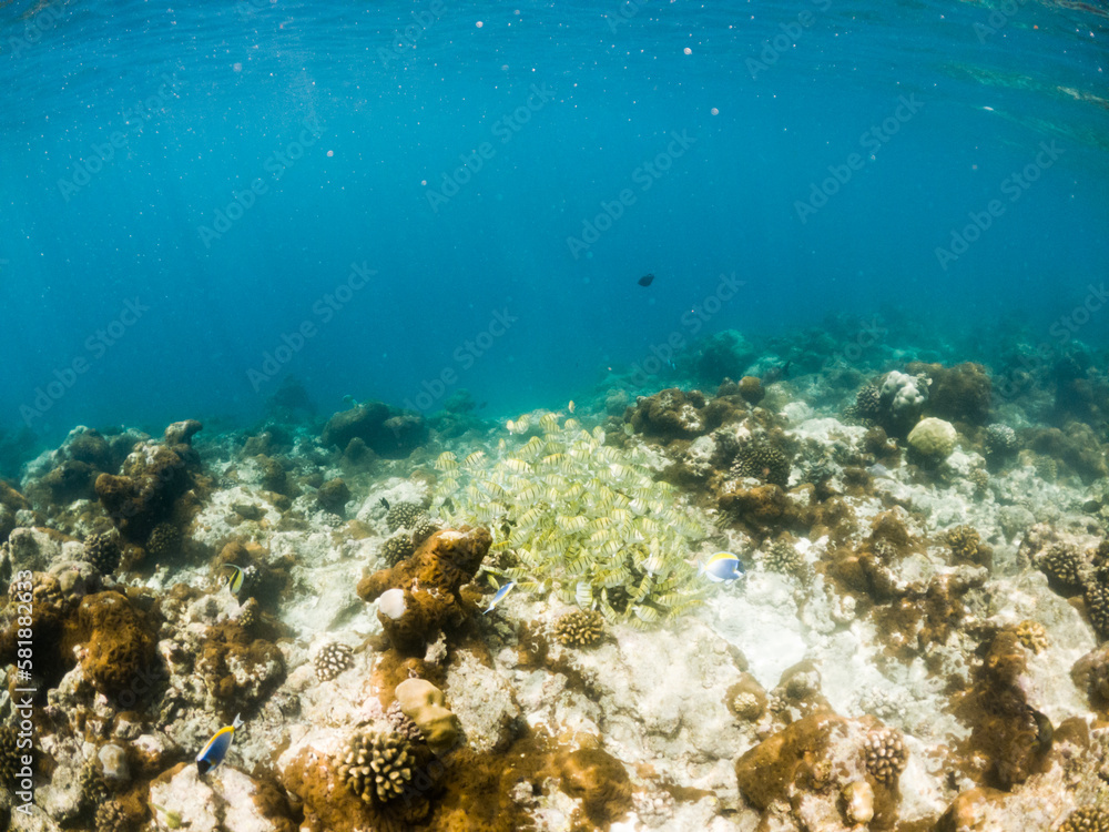 Fototapeta premium corals and tropical fish underwater sea life