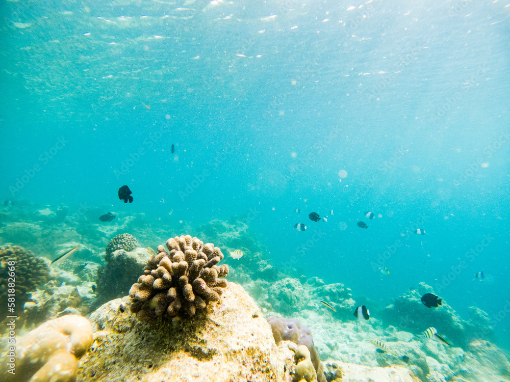 Fototapeta premium corals and tropical fish underwater sea life