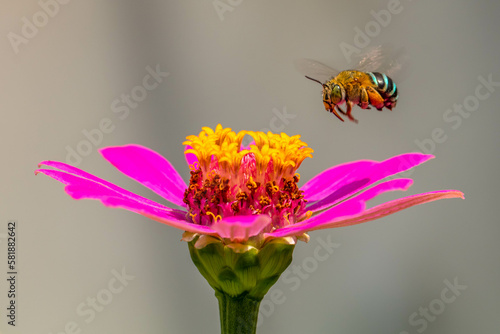 Amegilla cingulata is a species of blue-banded bee native to Australia