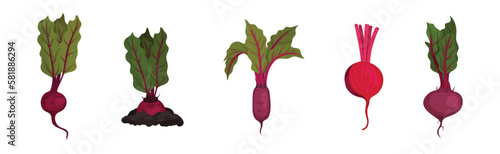Beetroot or Red Beet with Top Leaves Vector Set