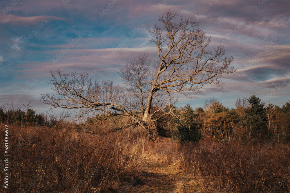 trees in the morning