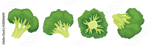 Broccoli as Edible Green Plant with Flowering Head and Stalk Vector Set