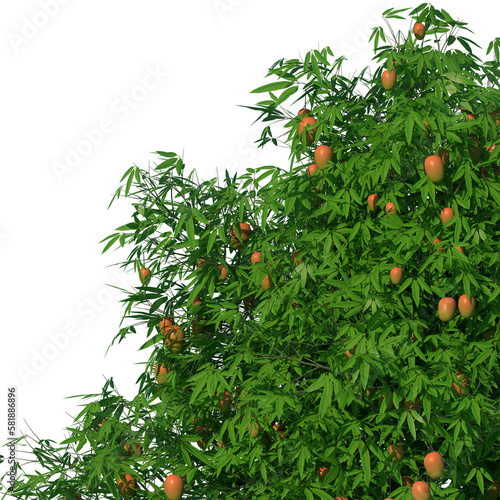 mango tree with fruit no background fformat png