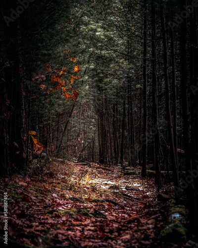 autumn forest in the morning