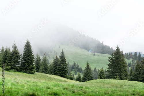 Picturesque spring meadow with foogy forest in the Carpathian mountains, Ukraine. Landscape photography photo