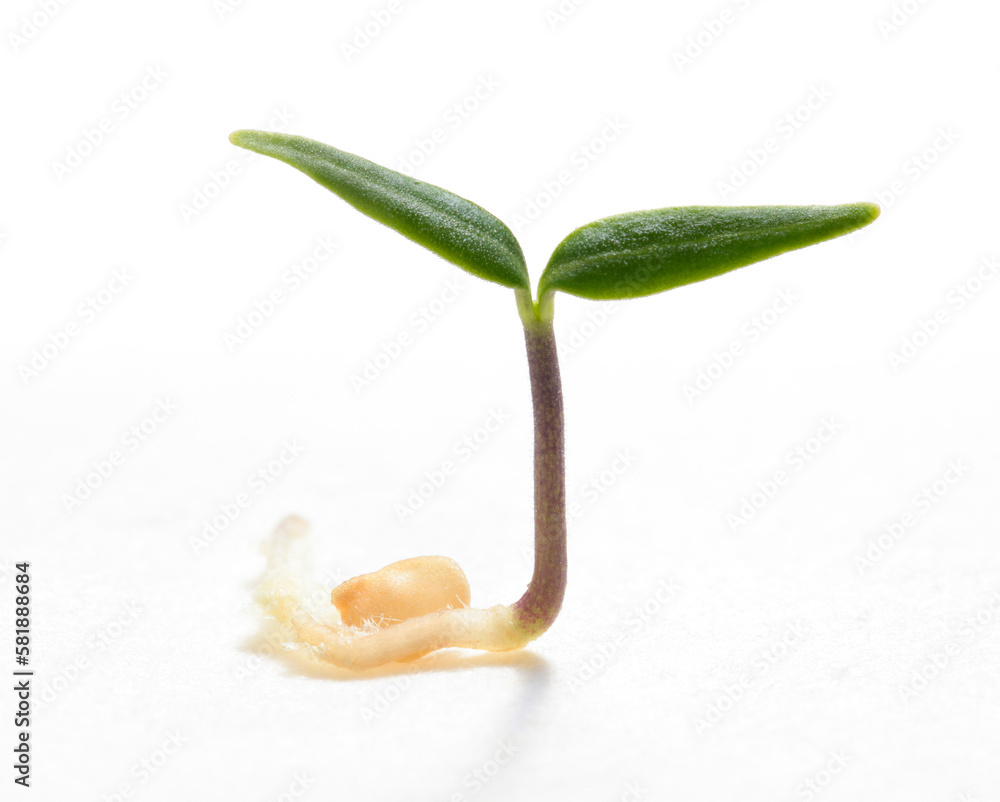 Macro of sprout from seed