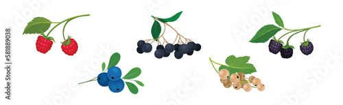 Ripe and Juicy Garden Berry Twig and Branches with Hanging Fruit Vector Set