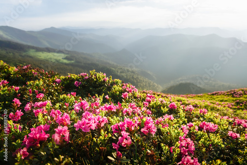 Magic pink rhododendron flowers covered summer mountain meadow. Incredible spring morning in mountains with amazing pink rhododendron flowers. Landscape photography