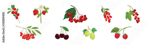 Ripe and Juicy Garden Berry Twig and Branches with Hanging Fruit Vector Set