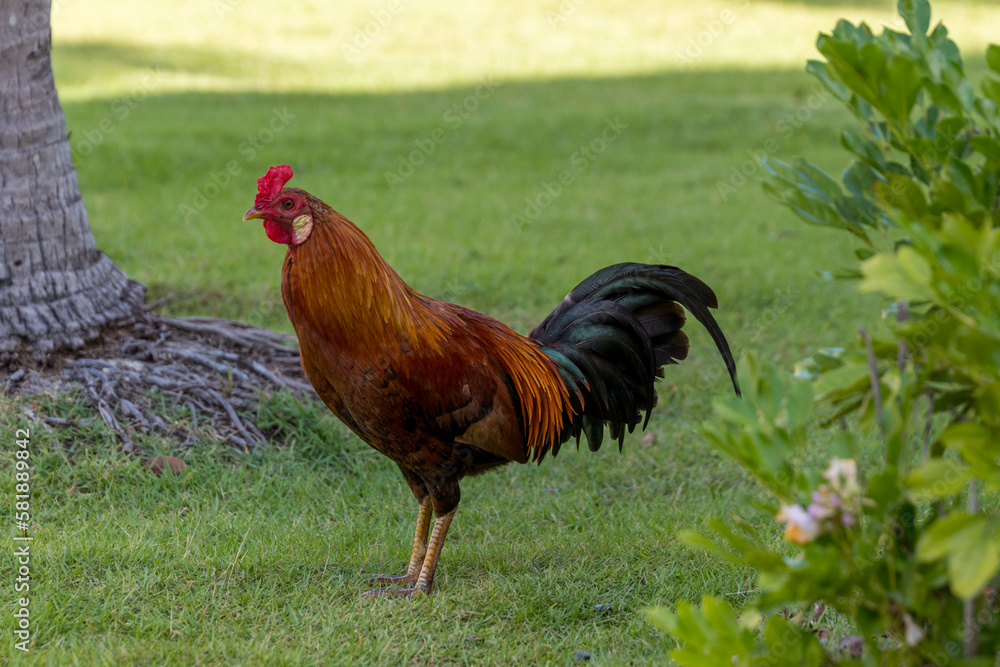 rooster in the grass