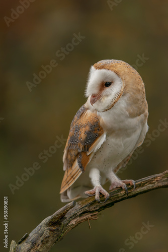 Cute and beautiful Barn owl (Tyto alba) on a branch. Autumn background.  Noord Brabant in the Netherlands.                       